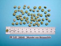 Click for 3 image(s) for this accession. Image